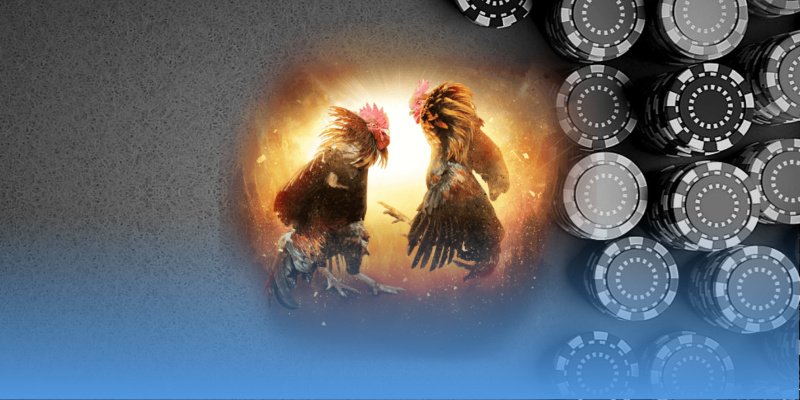 Khái quát sơ lược về đá gà VN88