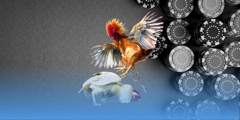 Theo dõi tỷ lệ kèo để chọn trận phù hợp